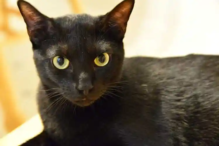 孟买猫图片-孟买猫高清壁纸-孟买猫纯种图片-p9467-宠友帮宠物