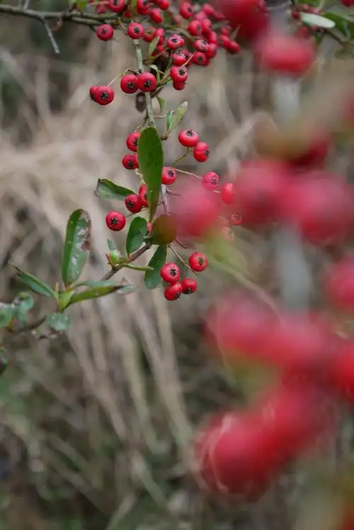 li),蔷薇科火棘属植物,分布于中国黄河以南及广大西南地区.