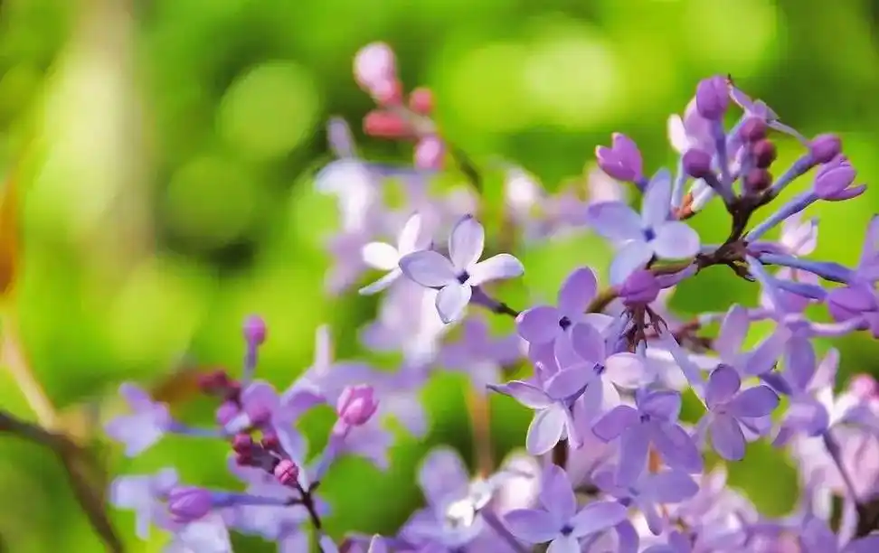 今日之花#丁香花 花语:唐代李商隐在诗句中"芭蕉不展丁香结, - 抖音