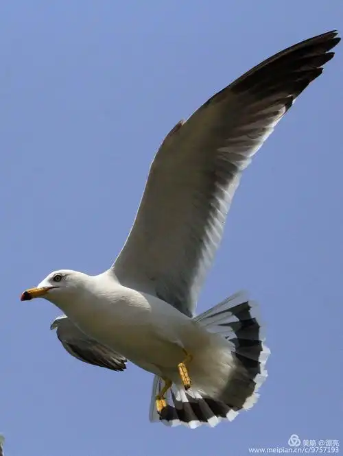 写美篇这是我在大连海滨拍摄的海鸥,很喜欢它们自由自在,翱翔天际的