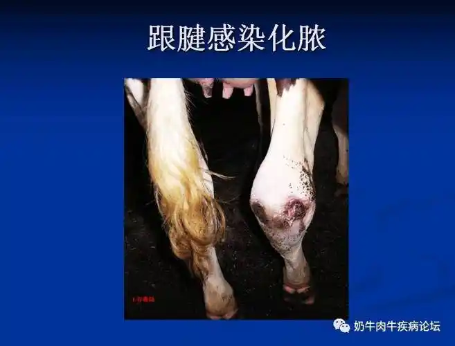 专家专题王春璈教授奶牛几种常见肢蹄病的诊断及防控要点