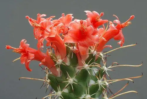 墨西哥国花——仙人掌