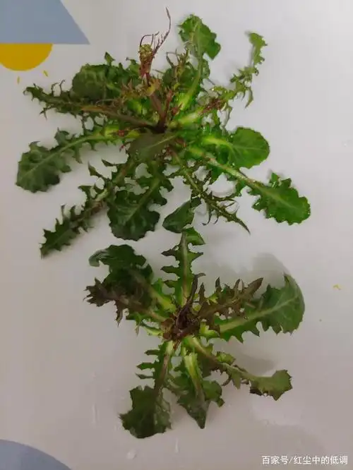 图片(苦麻菜的功效与作用)_捷讯网正因为苦麻菜拥有如此这般的功效