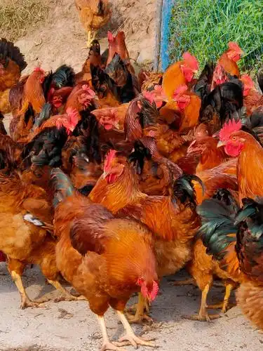 九斤黄鸡 6-7斤 公