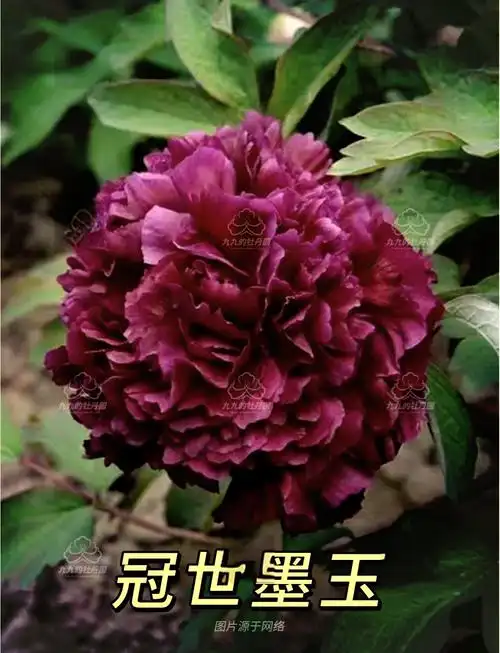 🌺黑色牡丹中的璀璨明珠:冠世墨玉💎