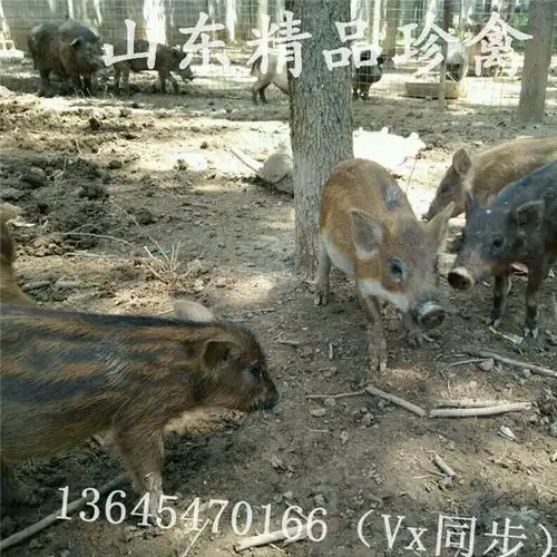 立式弹簧套野猪吊脚套