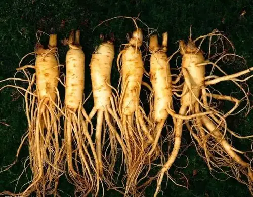 根据医书记载黄参补肺,根据中医理论肺主皮毛,因此人参美容是有一定