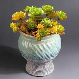 大号特大号口径蝴蝶兰花金钱木黑法师悬崖桩高筒桶多肉花盆陶瓷