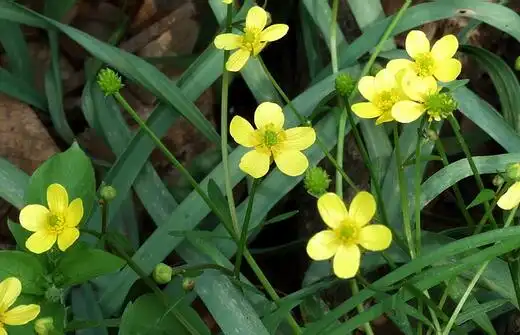 一,品种介绍猫爪草,别名三散草,小毛茛,鸭脚板,金花草等,为毛茛科毛茛