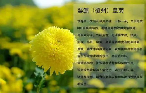 新花江西婺源皇菊修水金丝皇菊晓起黄菊大菊