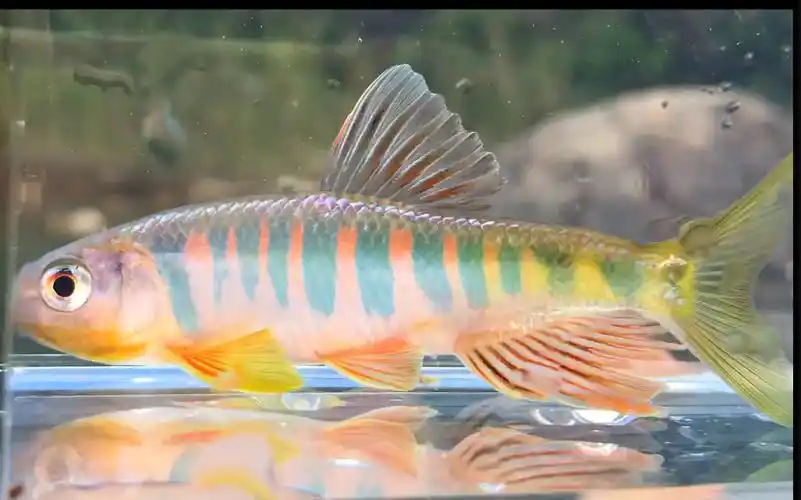 长鳍鱲高颜值溪流原生鱼长鳍鱲介绍及浮潜观鱲集锦