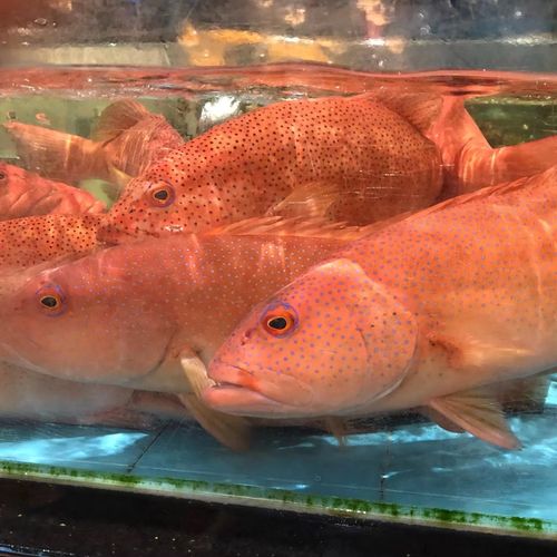 2斤速冻新鲜红斑海鱼深海石斑鱼进口海鲜活斑鱼