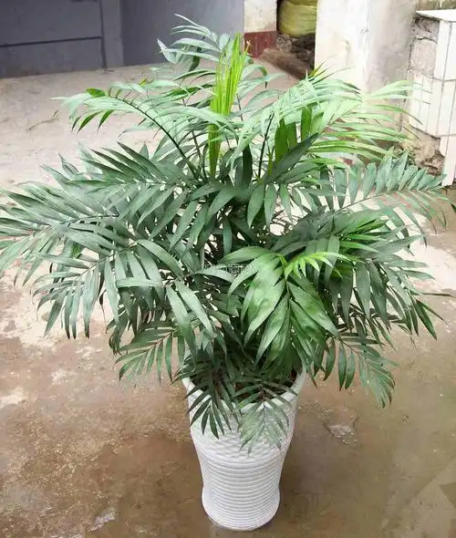 花卉植物之小椰子树