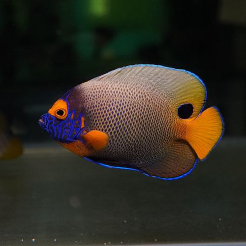 蓝面神仙仙鱼海水观赏鱼宠物顺丰活体包活鱼