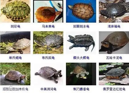 乌龟的种类图片全球235种乌龟种类上