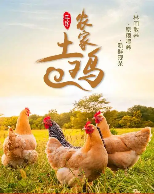 2只包邮散养土鸡草鸡走地鸡三黄鸡乌鸡乌骨鸡笨鸡公鸡童子老母鸡