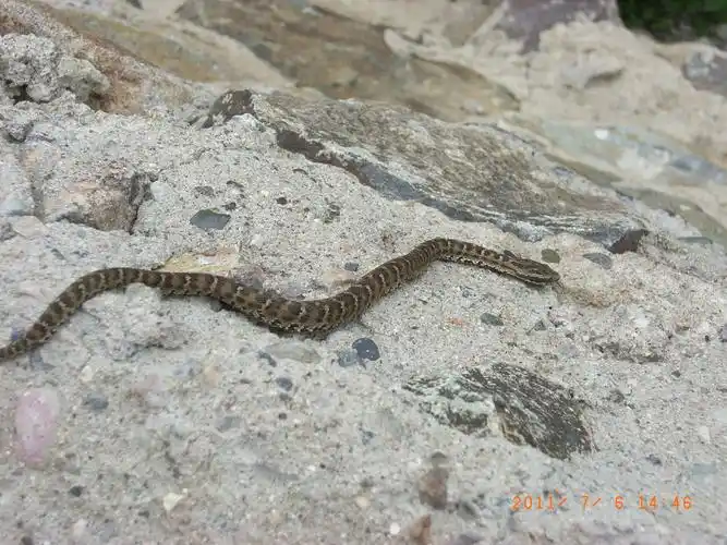 科 /a> a href="#">亚洲蝮属 /a>的爬行动物,俗名七寸子,七寸蛇麻布袋