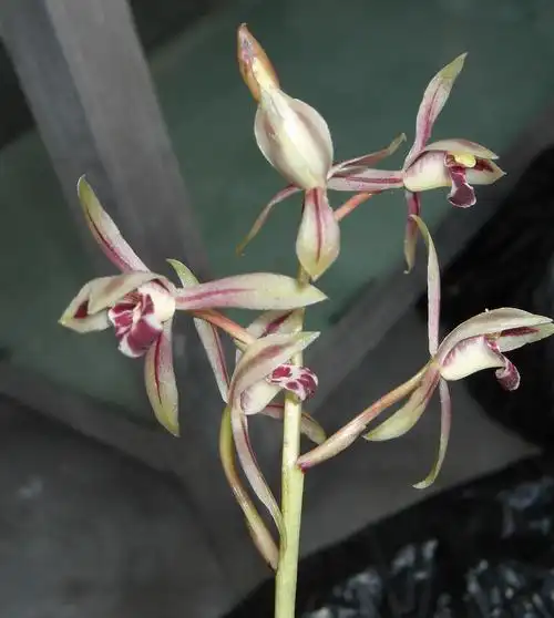 请大家看看我的无叶兰-茶余兰后-中国兰花交易网社区