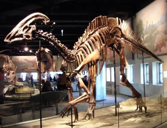 副栉龙骨骼化石