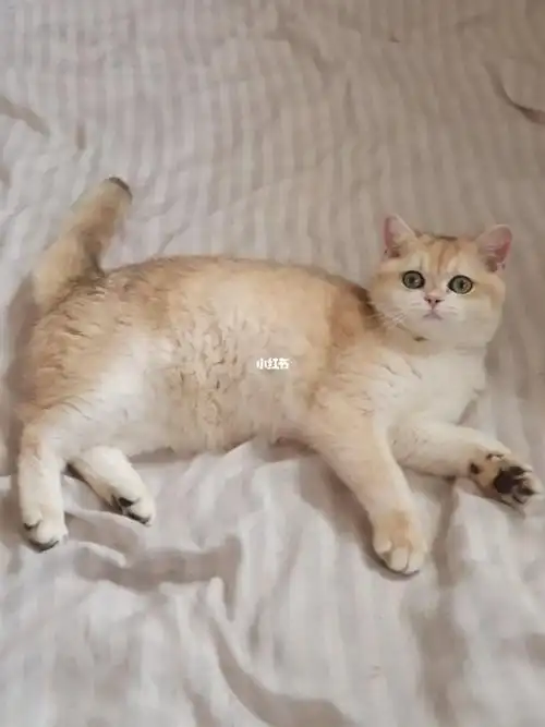 英短ny12ny11金渐层宝宝们