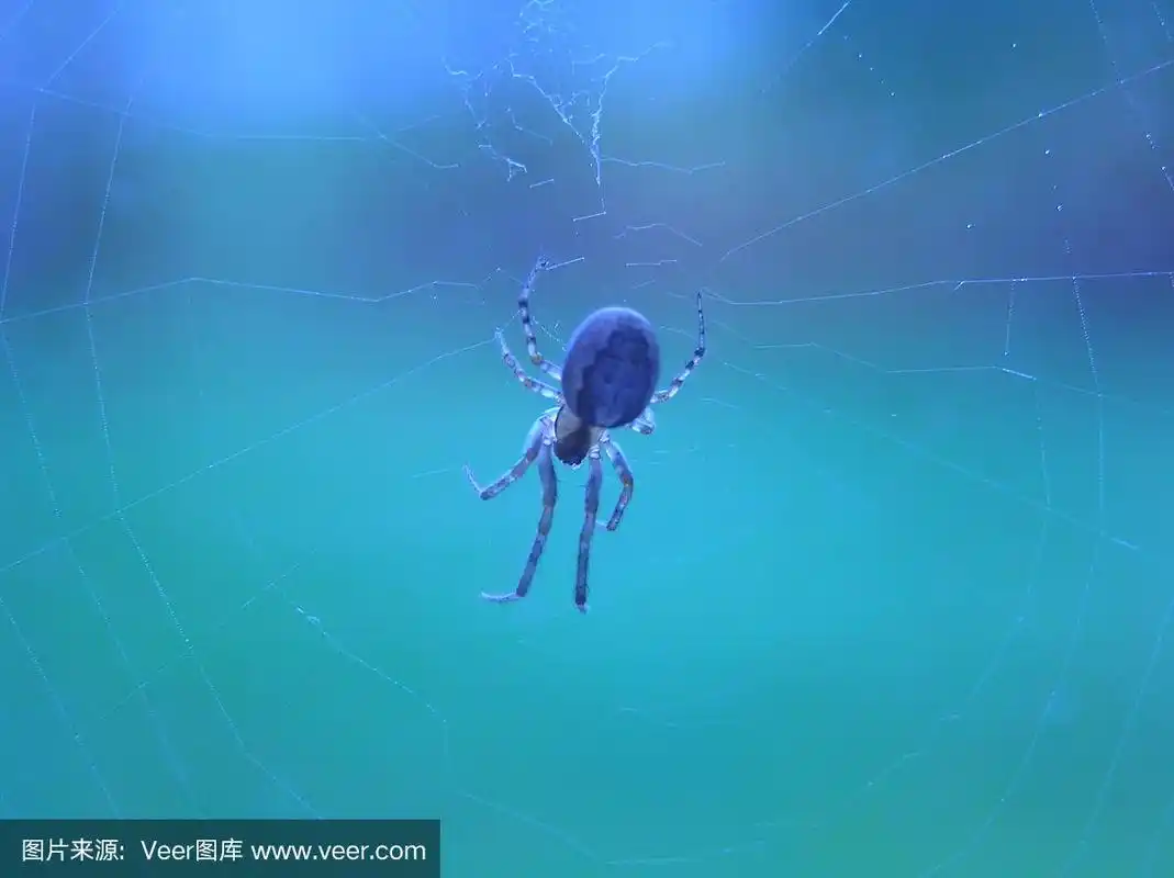 蓝色蜘蛛