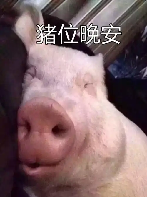 一组猪猪的可爱表情包
