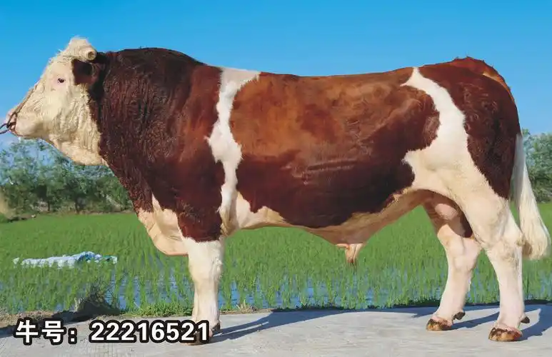 品种:西门塔尔种牛 出生日期: 来源: 注:重量单位