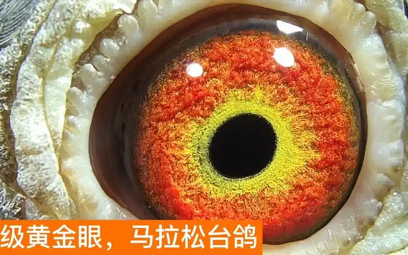 鸽眼欣赏,超宽眼志圈的黄金眼,这种做种不错哦!