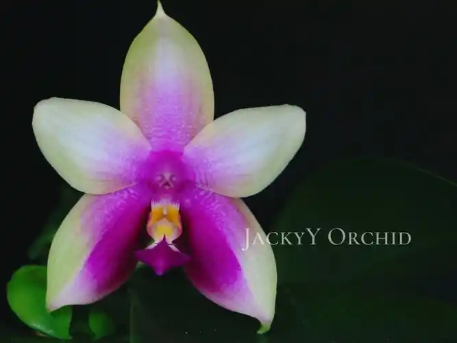 原生趣味蝴蝶兰蓝色贝丽娜交龙树之鹰sg886