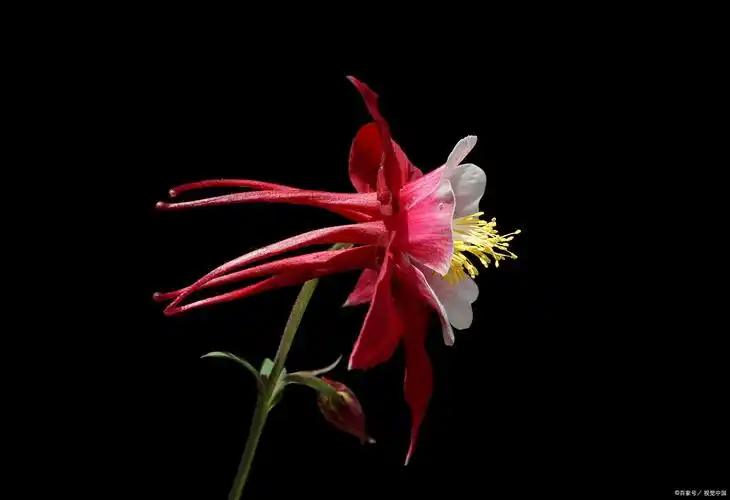 "植物猎人"翻山越岭,只为一株珍奇的变异的耧斗菜