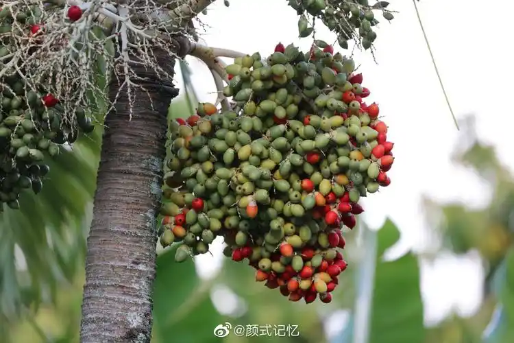 棕榈树,结棕榈果,广东,海南很常见;城市景观