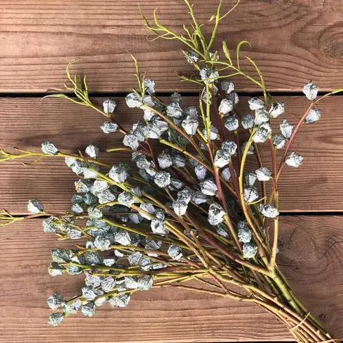 鲜切花尤加利果花束小米果细叶 3支多头尤加利细叶