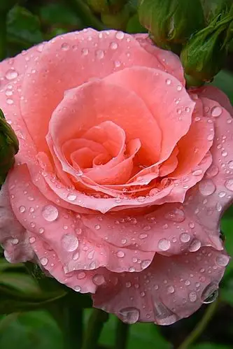 粉红色的玫瑰,水滴,背景朦胧