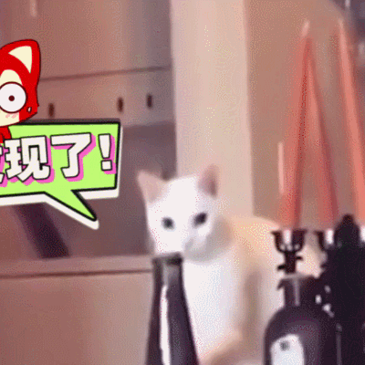 喵星人被发现了偷摸的搞笑gif动图_动态图_表情包下载_soogif