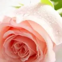 一支玫瑰头像 一枝玫瑰花唯美头像