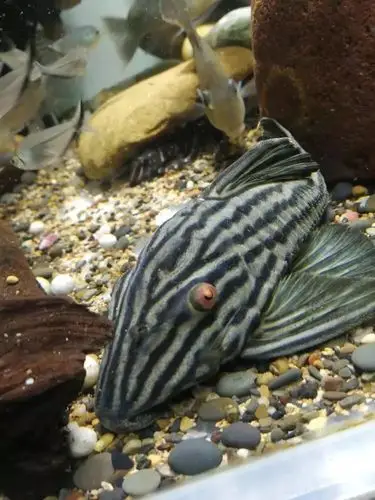 每日一鱼哥伦比亚白金皇冠豹有着红色的眼睛