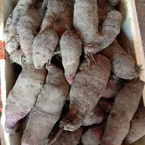 红心红薯脚板薯欢迎联系