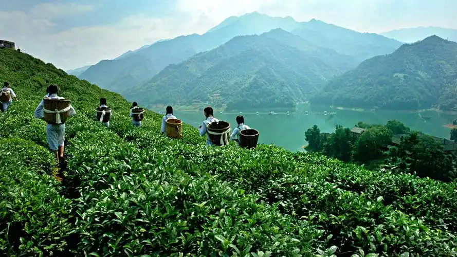 安化黑茶:前世岁月醇香,今生造"富"百姓