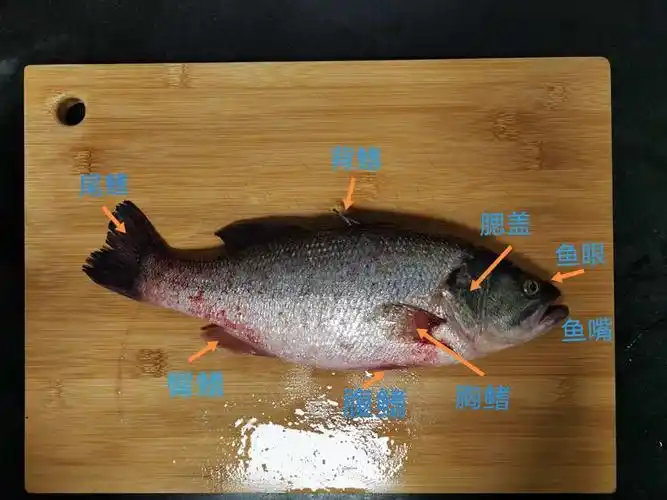解剖鲈鱼