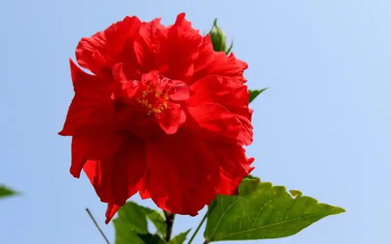 重瓣朱槿为锦葵科木槿属变种的灌木植物,该变种与原变种不同处在于花