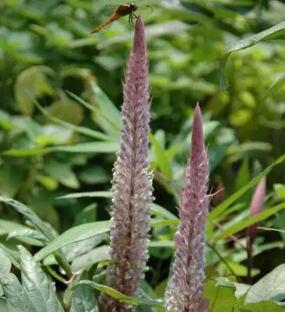 猫尾草的花语和象征代表意义是什么?-花语谷网