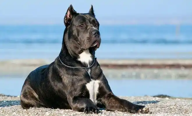 2022盘点世界上体型最大的15只狗狗,比人还高,堪称巨无霸|牧羊犬|犬种