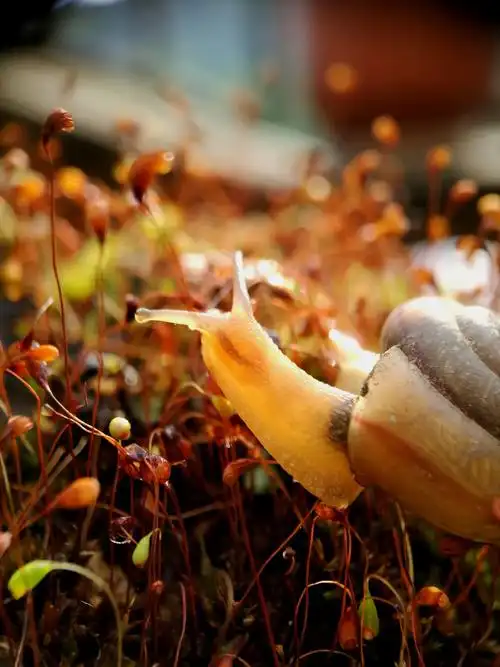 蜗牛背着房子去旅行