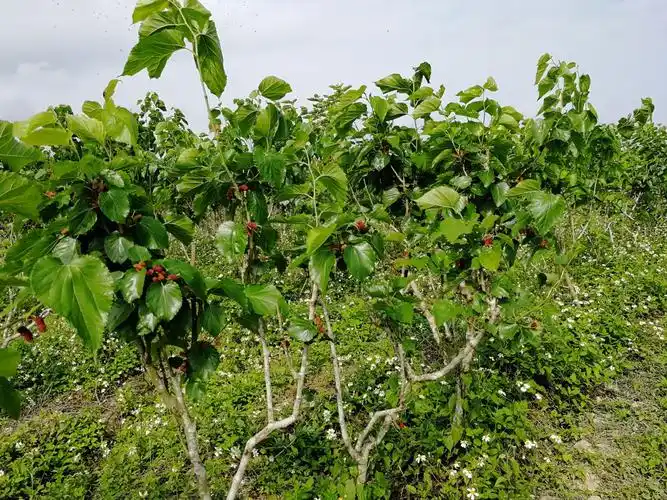 其它 好吃的桑葚果熟了… 进入采摘园的第一感觉就是大,桑葚树非常多.