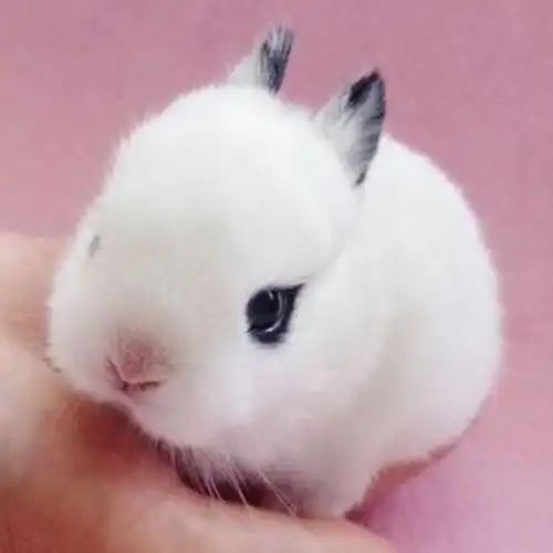 西施兔眼睛泪痕很重怎么办