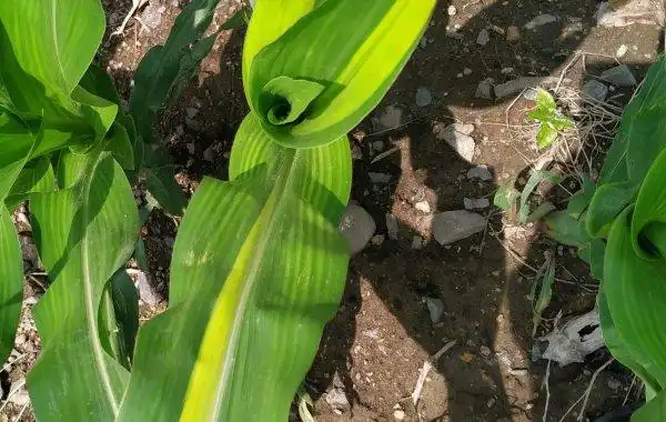 玉米缺锌表现症状怎样?