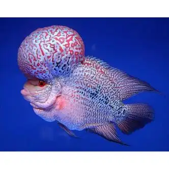 带头元宝罗汉10-11一条 可混养【图片 价格 品牌 报价】-京东