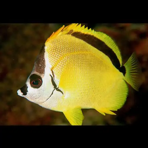 巴巴鲽鱼海水观赏鱼蝴蝶鱼水族宠物活体顺丰包活