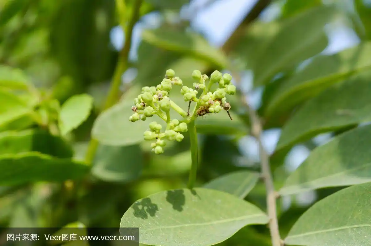 常青藤花在自然花园