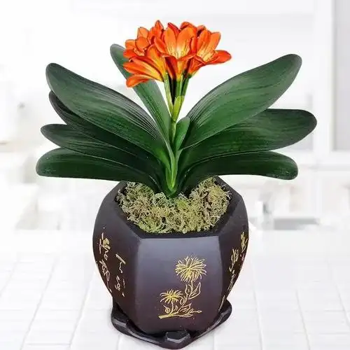 君子兰最怕的"五件事",只要避开了,叶片整齐宽又亮,满盆白根